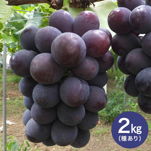 [ 2026年 先行予約 ] 巨峰 約2kg ( 種あり ) 太郎兵衛果樹園 5房 〜 8房 (A03-001)