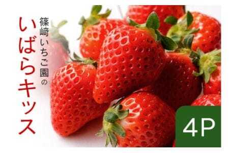 y2026Ns\z΂LbX4P Ԍ ʌ Â 傫 C`S t  { t[c ʕ fU[g Mtg p Y ̂ꂽ VN  Yn 錧 Ήs (A32-005)