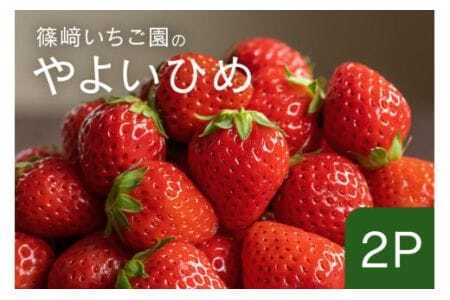 y2026Ns\z悢Ђ2P Ԍ ʌ Â 傫 C`S t  { t[c ʕ fU[g Mtg p Y ̂ꂽ VN  Yn 錧 Ήs (A32-006)