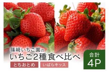 y2026Ns\zƂƂ2P΂LbX2P Ԍ ʌ Â 傫 C`S t  { t[c ʕ fU[g Mtg p Y ̂ꂽ VN  Yn 錧 Ήs (