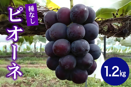 ピオーネ1.2kg ぶどう ブドウ 葡萄 果物 くだもの フルーツ