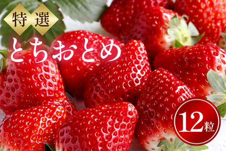 I12ʁ@ƂƂ  C`S t[c ʕ 錧 Ήs A32-017