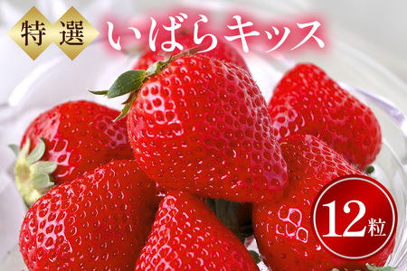 I12ʁ@΂LbX  C`S t[c ʕ 錧 Ήs A32-018