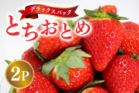 y2026Ns\zfbNXpbN ƂƂ 2p  C`S  ʕ t[c  錧 Ήs A32-020