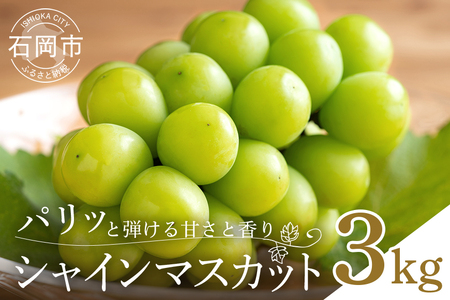 [2026年先行予約]シャインマスカット3kg(5〜7房) 葡萄 ブドウ フルーツ 果物 くだもの 産地直送 茨城県 石岡市