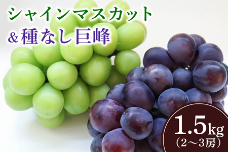 [2026年先行予約]シャインマスカットと巨峰(種あり)1.5kg(2〜3房) 葡萄 ブドウ フルーツ 果物 くだもの 産地直送 茨城県 石岡市