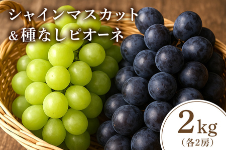 [2026年先行予約]シャインマスカットとピオーネ(種なし)2kg(シャインマスカット2房、ピオーネ2房) 葡萄 ブドウ フルーツ 果物 くだもの 産地直送 茨城県 石岡市
