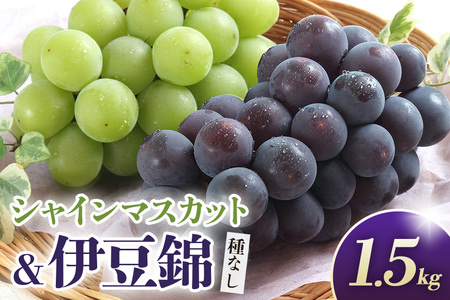 [2026年先行予約]シャインマスカットと伊豆錦(種なし)1.5kg(2〜3房) 葡萄 ブドウ フルーツ 果物 くだもの 産地直送 茨城県 石岡市