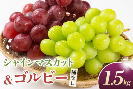 [2026年先行予約]シャインマスカットとゴルビー(種なし)1.5kg(2〜3房) 葡萄 ブドウ フルーツ 果物 くだもの 産地直送 茨城県 石岡市