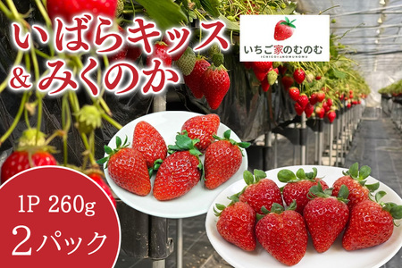 いちご 「いばらキッス」 1p & 「みくのか」 1p 計2p イチゴ 苺 フルーツ 果物 くだもの 旬 産地直送 茨城県 石岡市