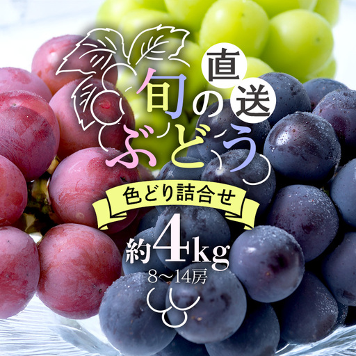 [ 2026年 先行予約 ]旬のぶどう 色とりどり詰合せ 約4kg 8〜14房 (A03-006)