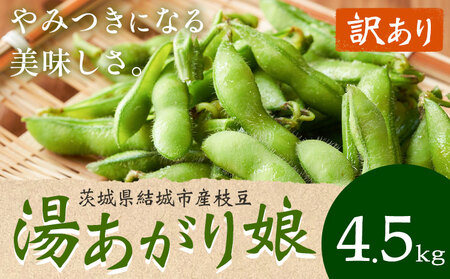 訳あり 枝豆 湯あがり娘4.5kg 大嶋農園 [7月中旬-8月上旬頃出荷] 枝豆枝豆枝豆[配送不可地域あり]
