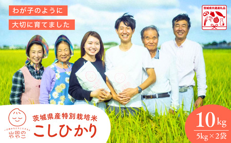 令和7年産新米 特別栽培米 コシヒカリ 山田のややこ 10kg | コシヒカリ 精米 茨城県 龍ケ崎市