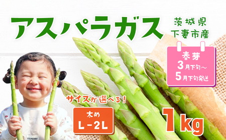 朝採りアスパラガス 1kg L-2Lサイズ ハウス栽培 春芽 25年3月下旬~5月発送 [ アスパラガス 先行予約 アスパラガス グリーンアスパラ アスパラガス 野菜 アスパラガス サラダ アスパラガス 農家直送 アスパラガス 産地直送]