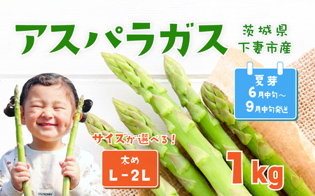 朝採りアスパラガス 1kg L-2Lサイズ ハウス栽培 夏芽 25年6月中旬~9月発送[ アスパラガス 先行予約 アスパラガス グリーンアスパラ アスパラガス 野菜 アスパラガス サラダ アスパラガス 農家直送 アスパラガス 産地直送]