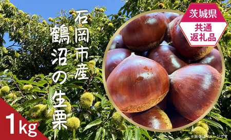 [先行予約][茨城県共通返礼品]石岡市産鶴沼の生栗約1kg[2025年9月中旬頃から発送予定][ 茨城県産 栗 くり マロン スイーツ デザート 果物 フルーツ ]