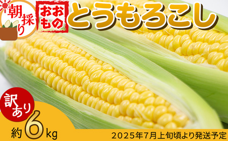 [訳あり][先行予約]下妻産朝採りとうもろこし(おおもの)約6kg[2025年7月上旬〜8月下旬ころ順次発送予定][とうもろこし コーン 糖度 トウモロコシ おおもの 朝採り 新鮮 スイートコーン スイート]