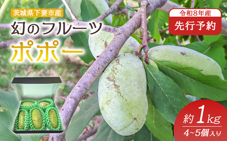 フルーツ R8 先行予約 ポポー 約1kg 4〜5個 幻のフルーツ