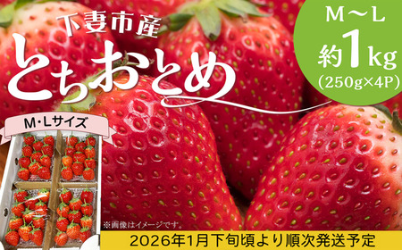 いちご とちおとめ M〜L 約1kg いちご 下妻市産 本州のみ配送