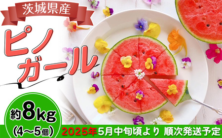 [先行予約]茨城県産ピノガール約8kg(4〜5個)[2025年5月中旬〜6月中旬ごろ発送予定][ すいか 茨城 小玉 果物 ギフト ピノガール フルーツ 茨城県産 贈答 予約 マイクロシード すいか スイカ スイカ ]