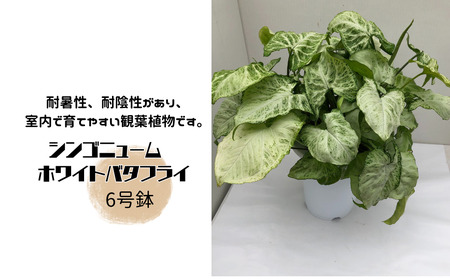シンゴニューム ホワイトバタフライ 6号鉢