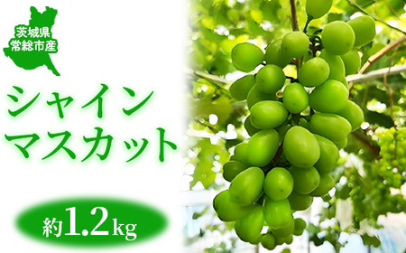 茨城県常総市産 シャインマスカット 約1.2kg|ぶどう ブドウ 葡萄 果物 フルーツ 贈り物 ※2026年8月中旬〜9月中旬頃に順次発送予定