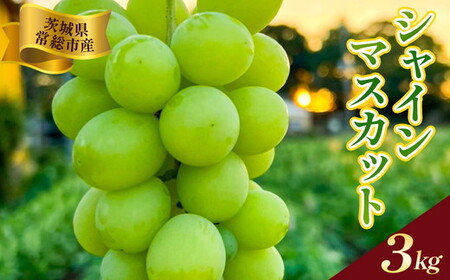 錧푍sY VC}XJbg 3kgbԂǂ uhE  ʕ t[c 蕨 2026N8{`9{ɏ\