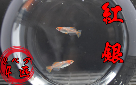 下総めだかの学校厳選!紅銀(べにぎん)2ペア4匹