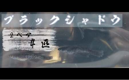 下総めだかの学校厳選!ブラックシャドウ 2ペア4匹 生き物 鑑賞