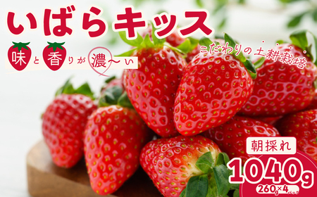 [2026年/先行予約]茨城県品種いちご いばらキッス(4パック×1箱)[1月〜発送]| いちご いちご いちご いちご いちご