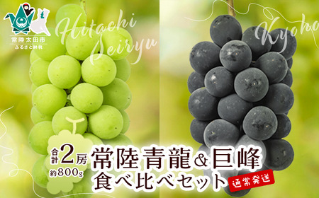 [先行予約 数量限定][旬の時期発送]ぶどう食べ比べ 常陸青龍1房(常陸太田市オリジナル品種)&巨峰1房約800g |ぶどう ぶどう ぶどう ぶどう ぶどう ぶどう