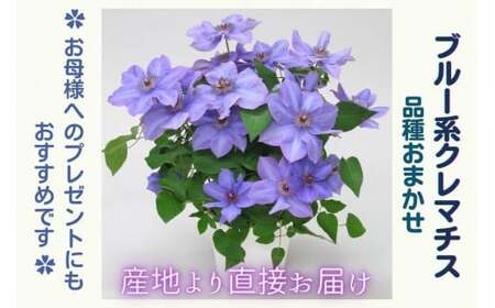 [先行予約][長谷川園芸]品種おまかせブルー系クレマチス5寸[母の日 ギフト プレゼント 贈答 花のある生活]