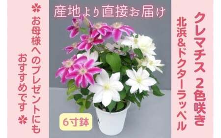 [先行予約][長谷川園芸]クレマチス6寸2色咲き〔北浜×ドクターラッペル〕1鉢 [母の日 ギフト プレゼント 贈答 花のある生活]