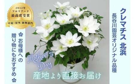 [先行予約][長谷川園芸]国際園芸博覧会で最高賞受賞のクレマチス「北浜」5寸[母の日 ギフト プレゼント 贈答 花のある生活]