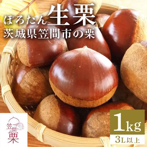 甘露煮におすすめ!笠間の栗・箱田農園の生栗「ぽろたん」1kg(3L以上) JN-004