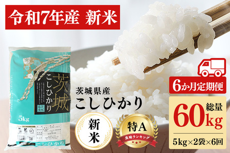 y6ցzߘa7NY V RVqJ  10kg (5kg×2) v60kg   Ђ Y Y  ͂  R  ٓ ٓ ɂ Yn Y Mtg v