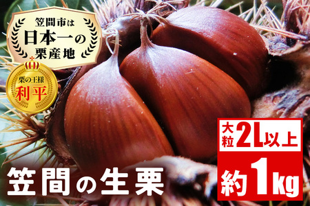 笠間の生栗 (約1kg) 低温熟成 利平 2L以上 日本一 栗生産量 茨城県 栗 くり 生栗 熟成 大きい 大粒 茨城 国産 国産 和栗 甘栗 栗ご飯 栗きんとん おこわ 甘露煮 マロン 秋 旬 おやつ スイーツ きんとん 冷蔵 保存料不使用 無添加 笠間市 AH-012
