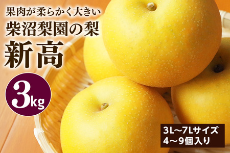 柴沼梨園の梨(新高) 梨 3kg 大玉 4〜9個入り ナシ なし 国産 茨城 新高梨 秋 旬 フルーツ 果物 先行予約[9月下旬〜10月上旬発送]秋の味覚 旬の果物 くだもの 大きい サイズ 品種 新高 産地 茨城県産 家庭用 梨園直送 茨城県 笠間市 BX-023