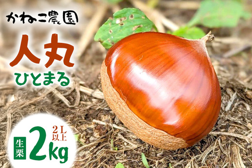 生栗 2kg 2Lサイズ以上 人丸 栗 クリ くり 茨城県 笠間市 JO-015