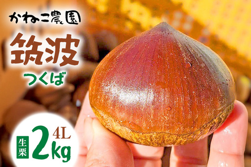 生栗 2kg 4Lサイズ 筑波 栗 クリ くり 茨城県 笠間市 JO-016