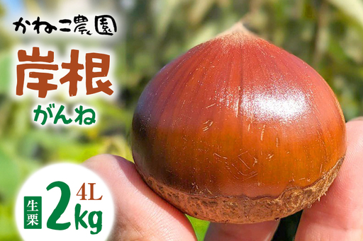 生栗 2kg 4Lサイズ 岸根 栗 クリ くり 茨城県 笠間市 JO-017