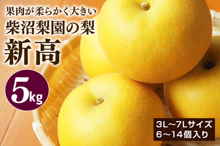 柴沼梨園の梨(新高) 梨 5kg 大玉 6〜14個入り ナシ なし 国産 茨城 新高梨 秋 旬 フルーツ 果物 先行予約[9月下旬〜10月上旬発送]秋の味覚 旬の果物 くだもの 大きい サイズ 品種 新高 産地 茨城県産 家庭用 梨園直送 茨城県 笠間市 BX-005