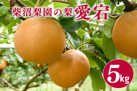 柴沼梨園の梨(愛宕)梨 5kg 大玉 5〜10個入り ナシ なし 国産 茨城 秋 旬 フルーツ 果物 先行予約[11月上旬〜11月下旬発送]秋の味覚 旬の果物 くだもの 大きい サイズ 品種 愛宕 産地 茨城県産 家庭用 梨園直送 茨城県 笠間市 BX-004
