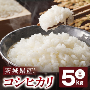 コシヒカリ 白米 5kg[茨城県共通返礼品:高萩市]|お米 米 精米 こしひかり 茨城県 取手市