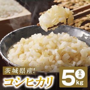コシヒカリ 玄米 5kg[茨城県共通返礼品:高萩市]|お米 米 こしひかり 茨城県 取手市