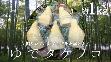 新鮮な ゆで タケノコ 1kg 竹の子 1キロ 筍 たけのこ 水煮 真空パック 国産 たけのこご飯