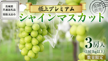 茨城県産 極上プレミアム シャインマスカット 1房1kg以上 数量限定 3房入り ( 茨城県共通返礼品 : 常陸太田市 ) [ 2024年 9月中旬頃より発送 ]シャインマスカット フルーツ ぶどう 葡萄 ブドウ マスカット 果物 期間限定 数量限定