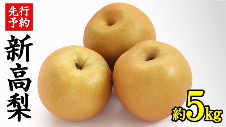 《 先行予約 》 茨城県産 梨 新高 ( 約5kg )【2026年9月中旬頃より発送開始 】