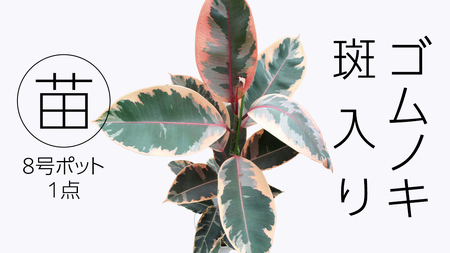 ゴムノキ 斑入り 5号ポット 1点 家庭 で 園芸 鉢植え 苗 庭木 果樹 ガーデニング 植物 確実園 観葉植物 インテリア 植木鉢