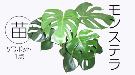 モンステラ 5号ポット 1点 家庭 で 園芸 鉢植え 苗 庭木 果樹 ガーデニング 植物 確実園 観葉植物 インテリア 植木鉢